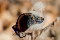 Chelidonura hirundinina