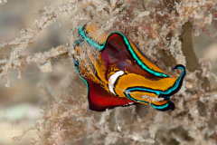 Chelidonura hirundinina