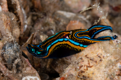 Chelidonura hirundinina