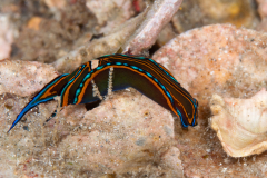 Chelidonura hirundinina