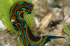 Chelidonura hirundinina