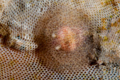 Corambe obscura