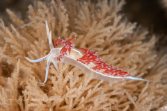 Coryphella sp. 1  Nudibranch and Sea Slug Identification