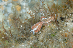 Coryphella verta