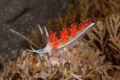 Coryphella verta