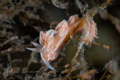 Coryphella verta