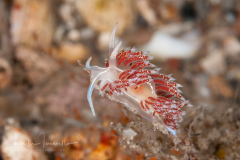 Coryphella verta
