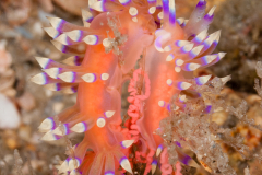 Coryphellina marcusorum
