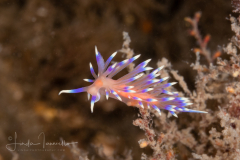 Coryphellina marcusorum
