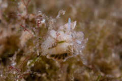 Costasiella arenaria