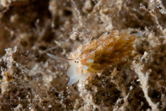 Costasiella arenaria