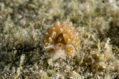 Costasiella arenaria
