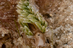 Costasiella arenaria