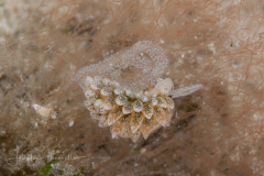 Costasiella arenaria