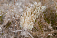 Costasiella arenaria