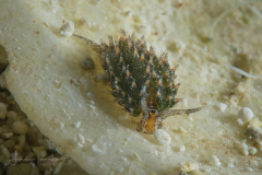 Costasiella ocellifera