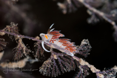 Cratena minor