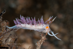 Cratena minor