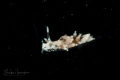Cuthona tina