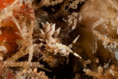 Tenellia sp.  or Cuthona ?