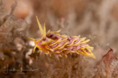Cuthona sp. 5  Nudibranch & Seas Slug Identification