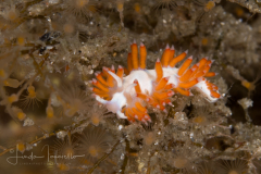 Flabellina sp. 5  Nudibranch & Seas Slug Identification