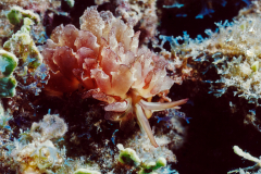 Cyerce  cristallina