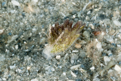 Cyerce sp. 3  Nudibranch & Sea Slug Identification