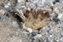 Cyerce sp. 3  Nudibranch & Sea Slug Identification