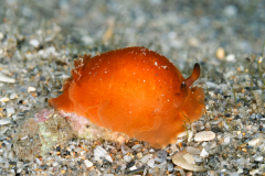 Dendrodoris krebsii