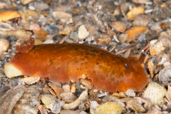 Dendrodoris krebsii