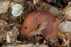 Dendrodoris krebsii