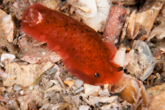 Dendrodoris krebsii