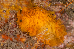 Dendrodoris krebsii