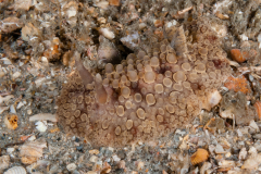 Carminodoris madibenthos