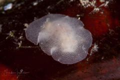 Dialula cf. alba
