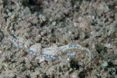 Dondice arianeae