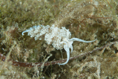 Dondice arianeae