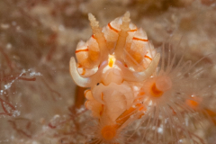 Dondice freddiemercuryi