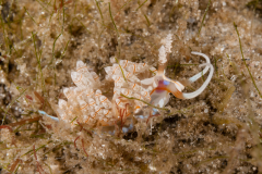 Dondice freddiemercuryi