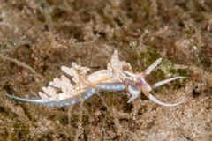 Dondice freddiemercuryi