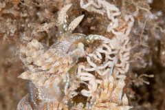 Dondice juansanchezi