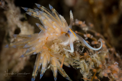 Dondice jupiteriensis