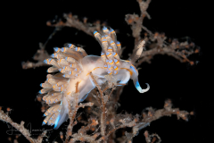 Dondice jupiteriensis