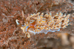 Dondice jupiteriensis
