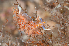 Dondice jupiteriensis