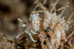 Dondice juansanchezi