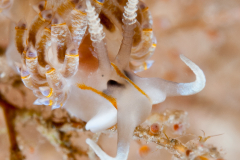 Dondice jupiteriensis