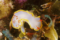 Chromolaichma hemera