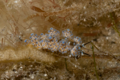 Doto sp. 2 in Caribbean Sea Slugs ?